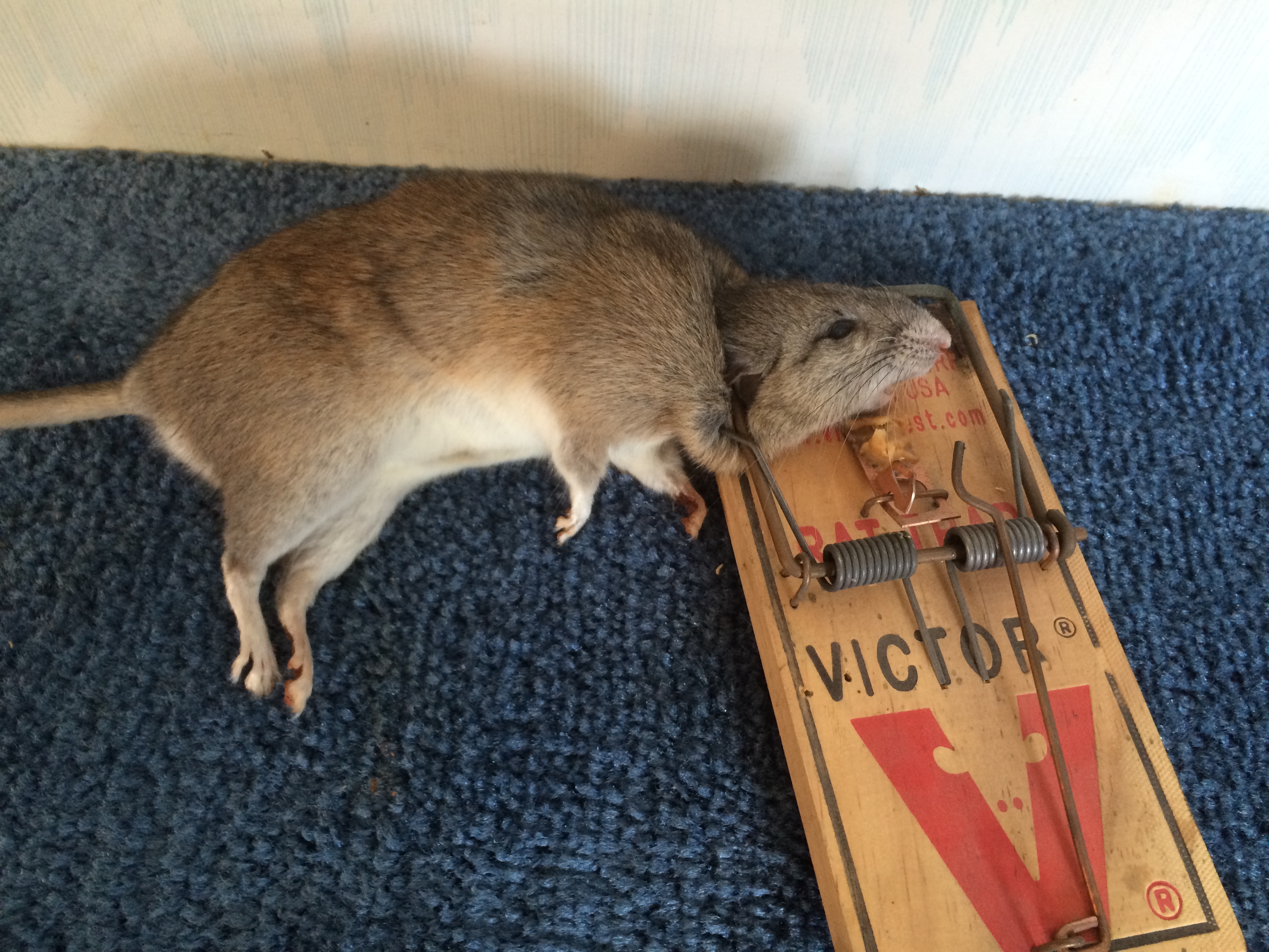 kids, mice and rats: the medical risks of rodents in your