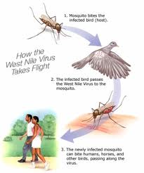 Preventing West Nile Virus